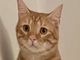 Il gatto Oreste è stato ritrovato