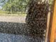 Trecate: “Giornata Mondiale delle Api” al bioparco e nel giardino dei ciliegi