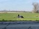 Sannazzaro: finisce in un campo con l'auto dopo aver urtato un furgone, grave 21enne