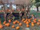 Al Villaggio delle Zucche la Magia di Halloween