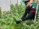 Oltrepò: trovato in casa con 8 piante di marijuana, denunciato un 32enne