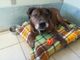 Maicol, il cane salvato dal veleno