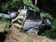 Mortara: auto si schianta contro un albero sulla statale 494, muore 18enne