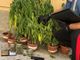 Canneto Pavese: giovane sorpreso in casa con 16 piantagioni di cannabis e stupefacenti, arrestato dai carabinieri