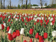 Torna il campo di tulipani di Arese: dagli ingressi gratuiti ai nuovi fiori. Qui novità e gli orari