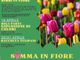 Un campo di tulipani per una primavera indimenticabile: arriva Somma Lombardo in fiore!
