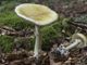 Tragedia nel Comasco: mangia funghi velenosi e muore. Gravi la moglie e la badante