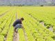 Decreto sostegni, Coldiretti: “Subito risorse a filiere in crisi senza aiuti 4 aziende agricole su 10”