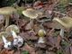 L'Amanita falloide è considerato il fungo più velenoso al mondo (foto d'archivio)