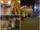 LA STORIA. La mucca America si aggira per il centro di Cuneo alla ricerca del suo vitellino (video)