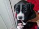 Pioltello: cuccioli di Amstaff venduti illegalmente
