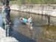Con i Navigli in Asciutta iniziano i lavori mentre si recupera la fauna ittica