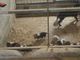 Novarese, allevamento abusivo e ‘lager’ di bulldog: sequestri e denunce