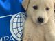 Cuccioli appena nati messi in vendita on line: sequestrati dalle guardie zoofile Oipa