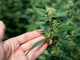 La Guardia di Finanza individua 57 piante di cannabis lungo le rive del Ticino