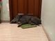 Incredibile in Liguria: esce di casa e si trova un cinghiale addormentato sullo zerbino