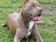 Bimba azzannata a Sesto da pitbull, Oipa: &quot;Vittima delle mode&quot;