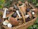 Raccolta funghi, l'allerta di Ats Pavia per prevenire i casi di intossicazione