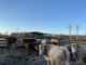 Parco Ticino, via alla riqualificazione di Fagiana e Centro Geraci