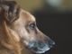 Biella, bimbo di 8 mesi morso alla testa da un cane