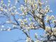 Coldiretti: ciliegi in fiore (prima del tempo)