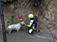 Parco delle Groane, i vigili del fuoco salvano un cane dal torrente in piena