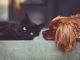 Cercasi volontari per il canile e gattile di Novara