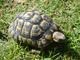 Tartaruga a scuola, portata al centro recupero animali di Vanzago. La Procura apre un'inchiesta