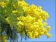 8 marzo: addio a una mimosa su tre... causa siccità