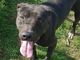 Quattro pitbull seminano scompiglio a Bernate e sbranano tre caprette