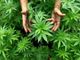 Mamma fa indigestione biscotti alla marijuana, figlio arrestato