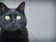 Giornata del gatto nero, ecco perché adottarli