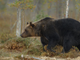 Il Parco Val Grande non accoglierà dal Trentino l’orsa JJ4