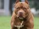 Dal 7 luglio al via la seconda edizione del corso di Ats Pavia, per il rilascio del patentino dei cani a rischio aggressività