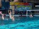 Pallanuoto, poker di vittorie per le squadre dell'H2Sport Vigevano