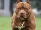 Al via dal 6 ottobre la terza edizione del corso per il rilascio del patentino dei cani a rischio aggressività