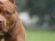 Corana: donna 86enne muore attaccata da un pitbull