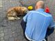 Cane lasciato solo in auto salvato dalla Polizia locale a Castellanza