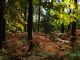 La quercia più resistente? E’ nel Parco del Ticino, a Motta Visconti