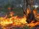 Allerta incendi boschivi in Lombardia: Abbiategrasso diffonde il monito (e l’ordinanza) del Pirellone