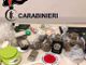 Chili di droga in casa: operazione dei Carabinieri, arresti ad Albairate e Cisliano