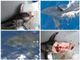 FOTO. Liguria, pescatori avvistano squalo bianco: era lungo cinque metri