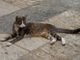 L’oasi e le colonie feline di Trecate saranno gestiti da Oasi Felina
