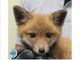 Il cucciolo assistito dall'Enpa di Milano - foto dalla pagina Facebook ufficiale