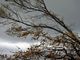 Maltempo, Lombardia: 7mila emergenze per alberi pericolosi