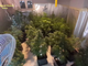 Traffico di sostanze stupefacenti tra Pavia e Zinasco: arrestate 9 persone e sequestrate quattro piantagioni di marijuana