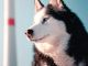 Husky siberiano infila la testa nella griglia di ventilazione di un appartamento a Corsico, salvato dai Vigili del Fuoco
