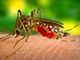 298 casi di West Nile in Italia, 9 decessi in Lombardia