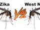 Novara, muore paziente ricoverato per il virus West Nile