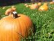 San Martino Siccomario: 23 e 24 ottobre, tutto esaurito per l’appuntamento al Pumpkin Patch di PuraVida Farm con Gli artisti nel bosco